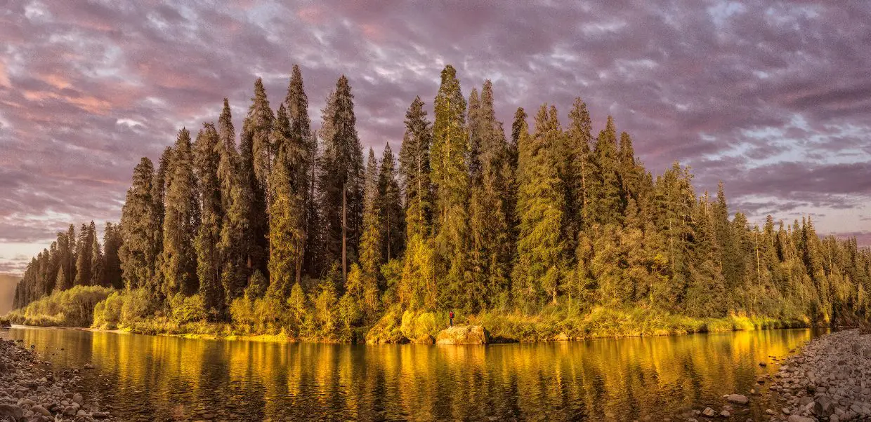 A serene river flanked by lush conifer trees under a cloudy, purple-tinted sky at sunset.